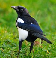 FUMIGACION ECOLOGICA DF